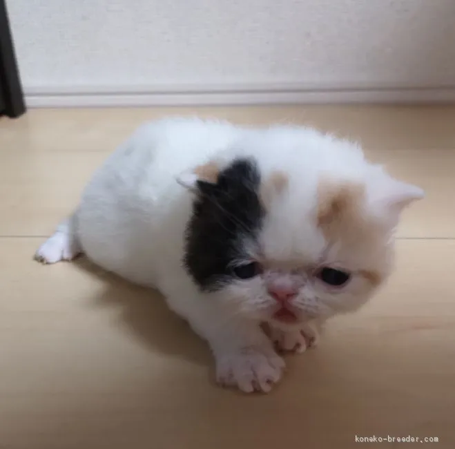 ID：1911-01042の子猫