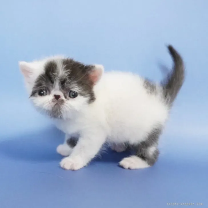 ID:2303-02592の子猫