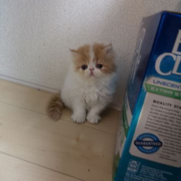 エキゾチックロングヘア【大阪府・女の子・2020年7月10日・レッド&ホワイト(ヴァン)】の写真「両親とも外産、CFAチャンピオン」