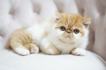 エキゾチックショートヘア【大阪府・男の子・2019年10月9日・レッドタビー&ホワイト（ショート）】の写真「両親とも外産、CFAチャンピオン」