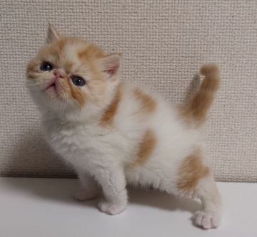 エキゾチックショートヘア【大阪府・男の子・2019年2月16日・レッドタビーアンドホワイト】の写真「両親CFAチャンピオン、父親外産」