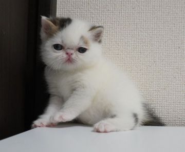 エキゾチックショートヘア【大阪府・男の子・2019年4月11日・ブルー&ホワイト(ヴァン)】の写真「両親CFAチャンピオン外産」