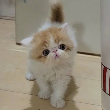 エキゾチックショートヘア【大阪府・男の子・2024年3月11日・レッド&ホワイト（ロングヘア）】の写真「両親外産、父親CFAグランドチャンピオン」