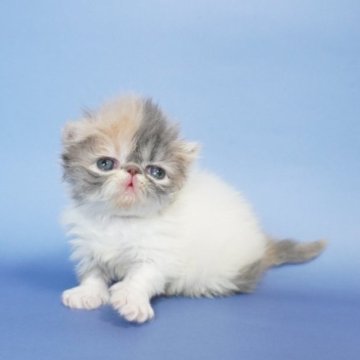 エキゾチックショートヘア【大阪府・女の子・2023年3月21日・ダイリュートキャリコ（ロング）】の写真「両親外産、父親CFAグランドチャンピオン」