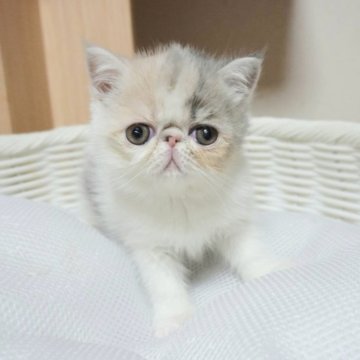 エキゾチックショートヘア【大阪府・女の子・2023年2月22日・ダイリュートキャリコ（ショート）】の写真「両親外産、父親CFAグランドチャンピオン」