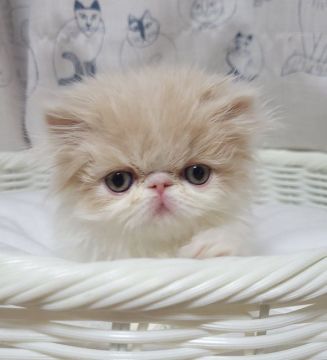 エキゾチックショートヘア【大阪府・女の子・2021年11月23日・クリーム&ホワイト（ロングヘアー）】の写真「両親外産、CFAチャンピオン」