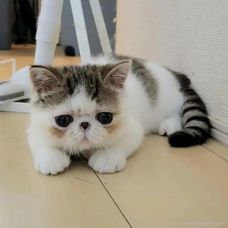 ID：2207-00848の子猫