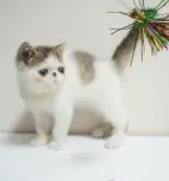 エキゾチックショートヘア【大阪府・男の子・2022年4月14日・ブラウンタビー&ホワイト】の写真4