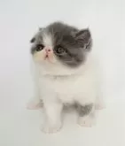 エキゾチックショートヘア【大阪府・男の子・2024年5月3日・ブルー&ホワイト】の写真5「スマホで撮影」