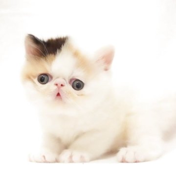 エキゾチックショートヘア【大阪府・女の子・2025年11月27日・キャリコ(三毛)（ショートヘア）】の写真「両親外産、父親CFAグランドチャンピオン」