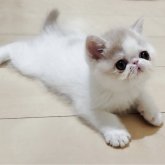 エキゾチックショートヘア