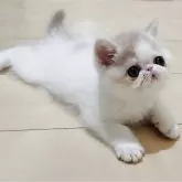 エキゾチックショートヘア