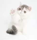 エキゾチックショートヘア【大阪府・男の子・2024年9月11日・ブルーホワイト(ヴァン)】の写真2