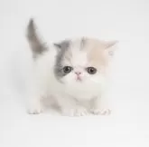 エキゾチックショートヘア【大阪府・女の子・2025年1月4日・ダイリュートキャリコ】の写真4