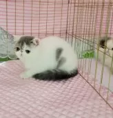 エキゾチックショートヘア【大阪府・男の子・2024年9月11日・ブルーホワイト(ヴァン)】の写真7