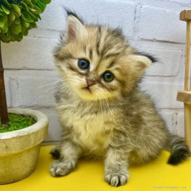 ID：2304-02367の子猫