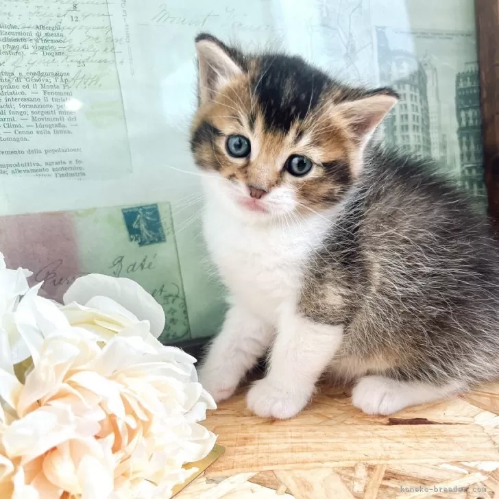 ID：2402-01291の子猫