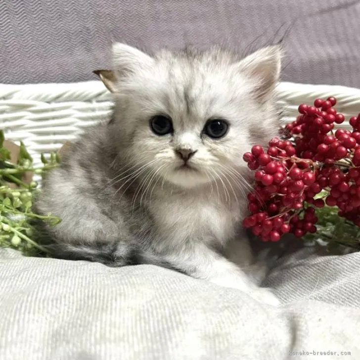 Y.A 様のお迎えした子猫