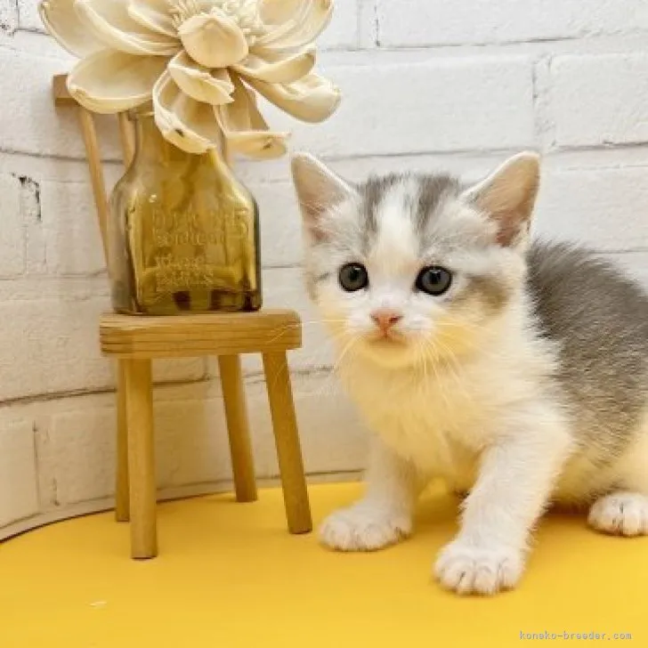 ID:2303-01546の子猫