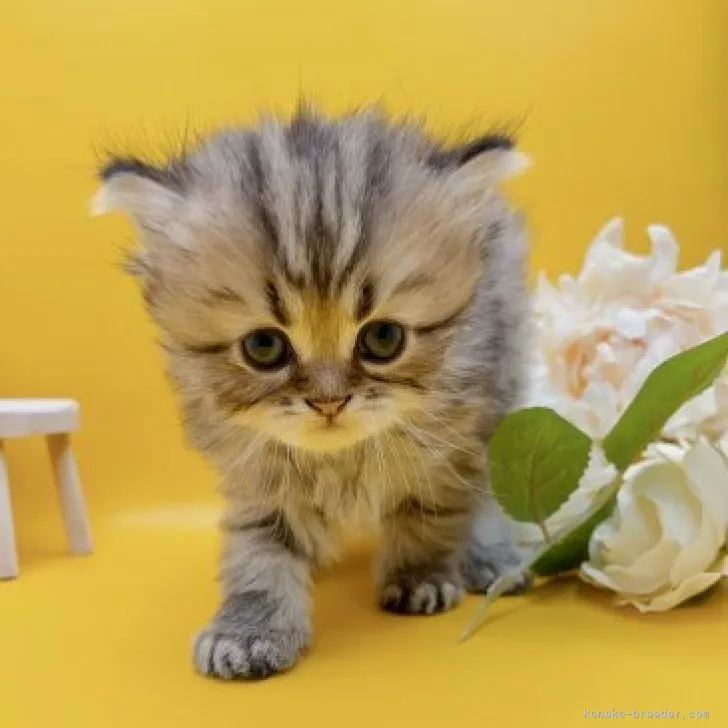 ID：2308-02527の子猫