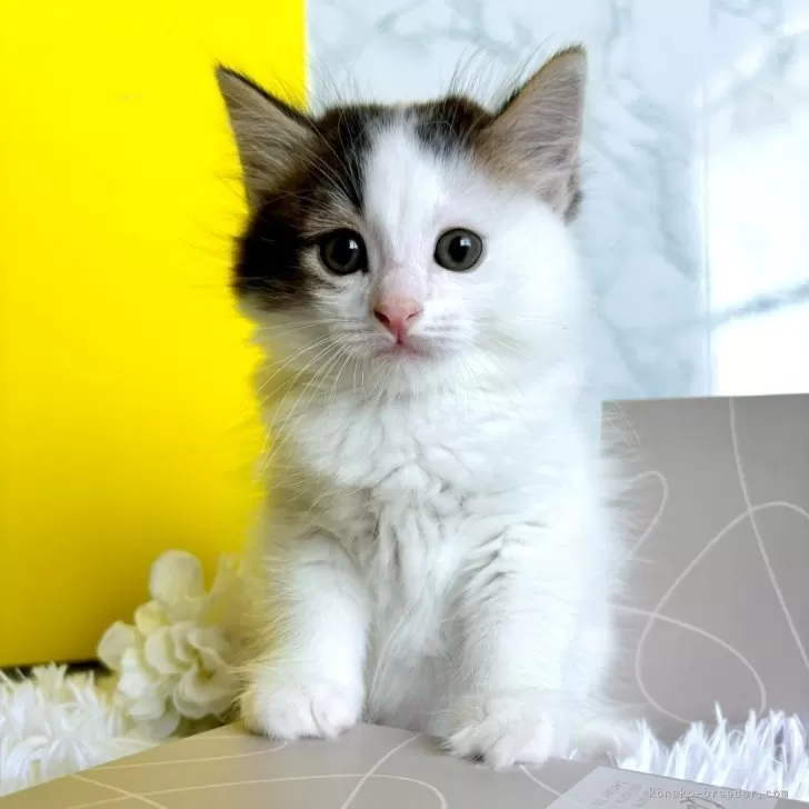 ID：2405-02077の子猫