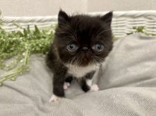 エキゾチックショートヘア