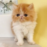 エキゾチックショートヘア