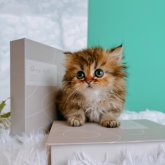 ペルシャ(チンチラ)