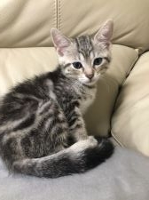 みんなの猫図鑑 マンチカン