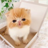 エキゾチックショートヘア