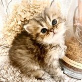 ペルシャ(チンチラ)