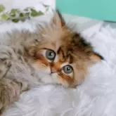 ペルシャ(チンチラ)【岐阜県・男の子・2024年2月10日・ゴールデン】の写真2「ゴロにゃん」