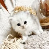 ペルシャ(チンチラ)【岐阜県・女の子・2023年9月5日・チンチラシルバー】の写真2「モフ」