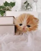 エキゾチックショートヘア【岐阜県・女の子・2023年9月17日・レッドタビー&ホワイト】の写真3「BOOKかくれんぼ📚　」