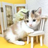 マンチカン(短足)【岐阜県・女の子・2023年8月12日・ブラウンパッチドタビーホワイト】の写真3「たっち2」