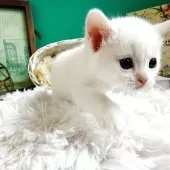 マンチカン(長足)【岐阜県・男の子・2025年10月3日・ホワイト】の写真11