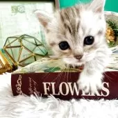 マンチカン(短足)【岐阜県・男の子・2025年10月3日・シルバーマッカレルタビー】の写真12