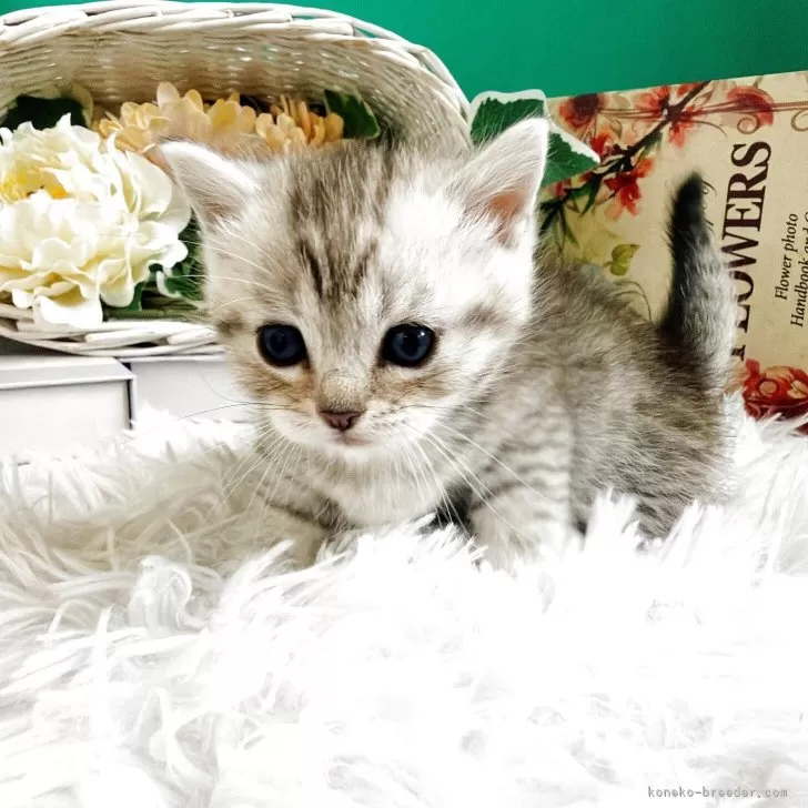 マンチカン(短足)【岐阜県・男の子・2025年10月3日・シルバーマッカレルタビー】の写真1