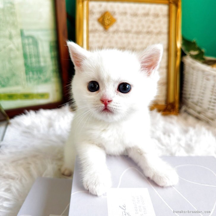 ブリーダー画像