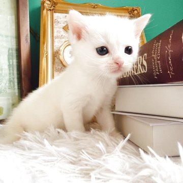 マンチカン(長足)【岐阜県・男の子・2025年10月3日・ホワイト（ショート）】の写真「真っ白でかわいいマンチカン」