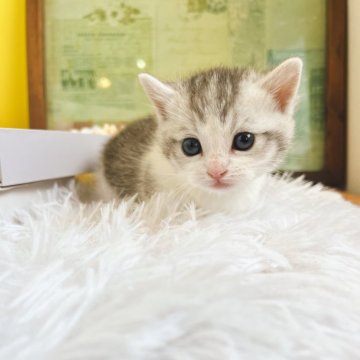 マンチカン(短足)【岐阜県・男の子・2025年2月2日・シルバータビーアンドホワイト（ショート）】の写真「端正なお顔立ちの短い手足がとってもキュート♡」