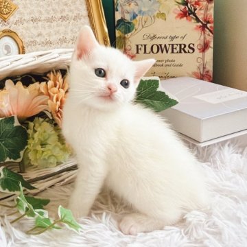 マンチカン(長足)【岐阜県・男の子・2025年10月3日・ホワイト（3）】の写真「美白男子✨✨」