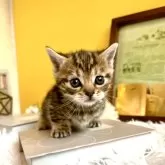 マンチカン(短足)【岐阜県・女の子・2024年11月20日・ブラウンマッカレルタビー】の写真1「こんにちは♡はじめまして」