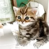 ミヌエット(短足)