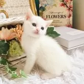 マンチカン(長足)