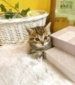 マンチカン(短足)【岐阜県・女の子・2024年11月20日・ブラウンマッカレルタビー】の写真2「すみっこ暮らし」