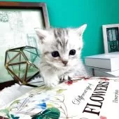 マンチカン(短足)【岐阜県・男の子・2025年10月3日・シルバーマッカレルタビー】の写真3