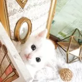 マンチカン(長足)【岐阜県・男の子・2025年10月3日・ホワイト】の写真3