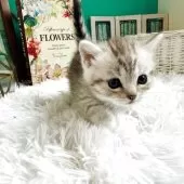 マンチカン(短足)【岐阜県・男の子・2025年10月3日・シルバーマッカレルタビー】の写真4