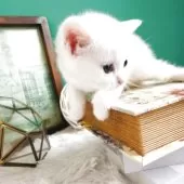 マンチカン(長足)【岐阜県・男の子・2025年10月3日・ホワイト】の写真5